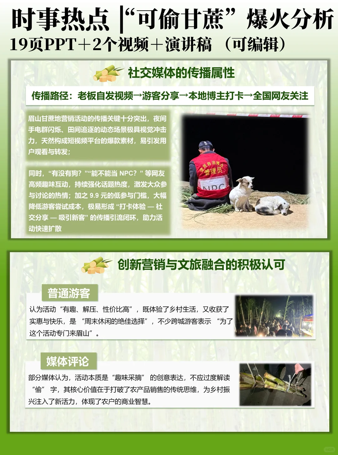 时事热点PPT：“可偷甘蔗地”爆火分析