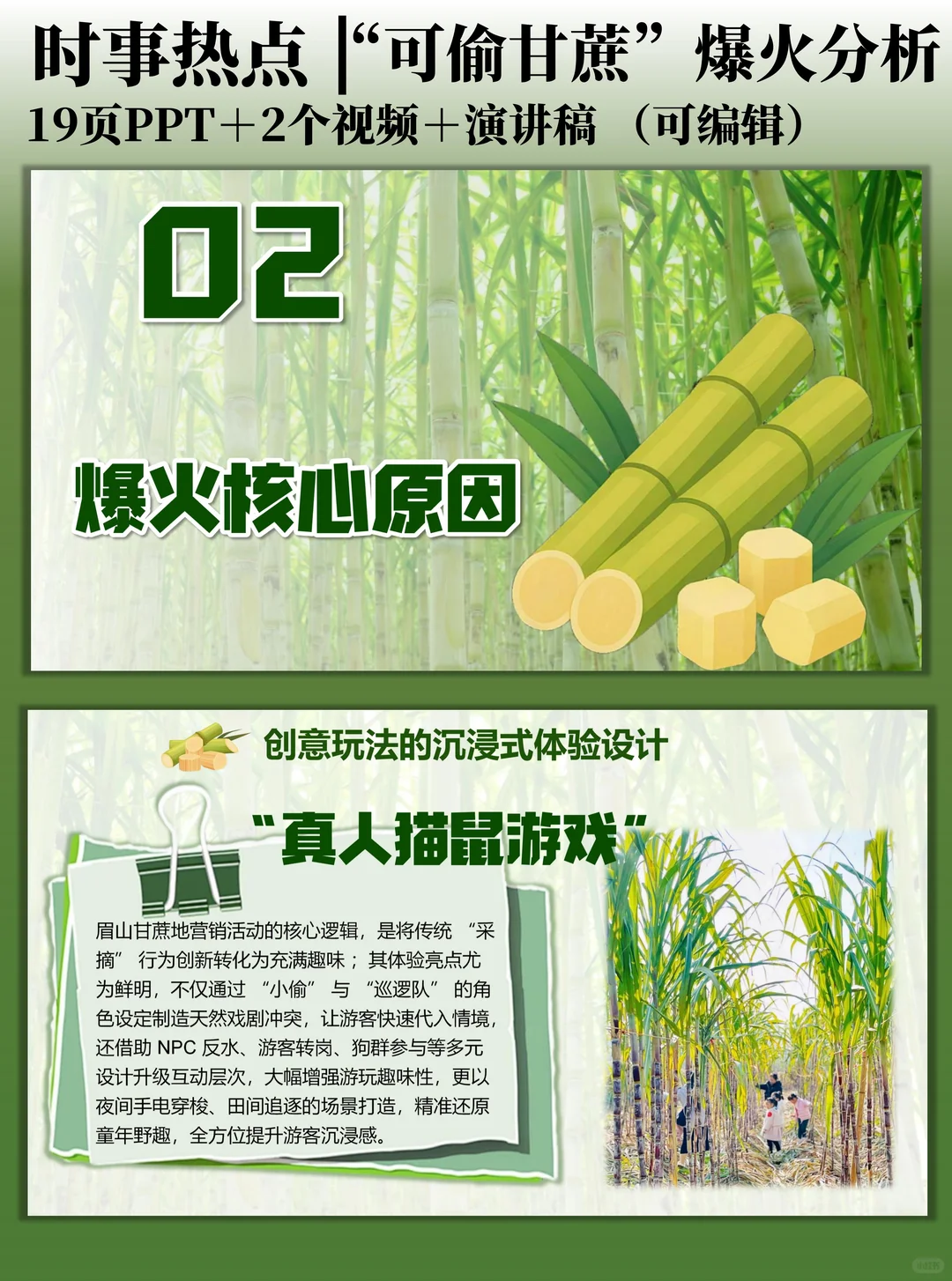 时事热点PPT：“可偷甘蔗地”爆火分析