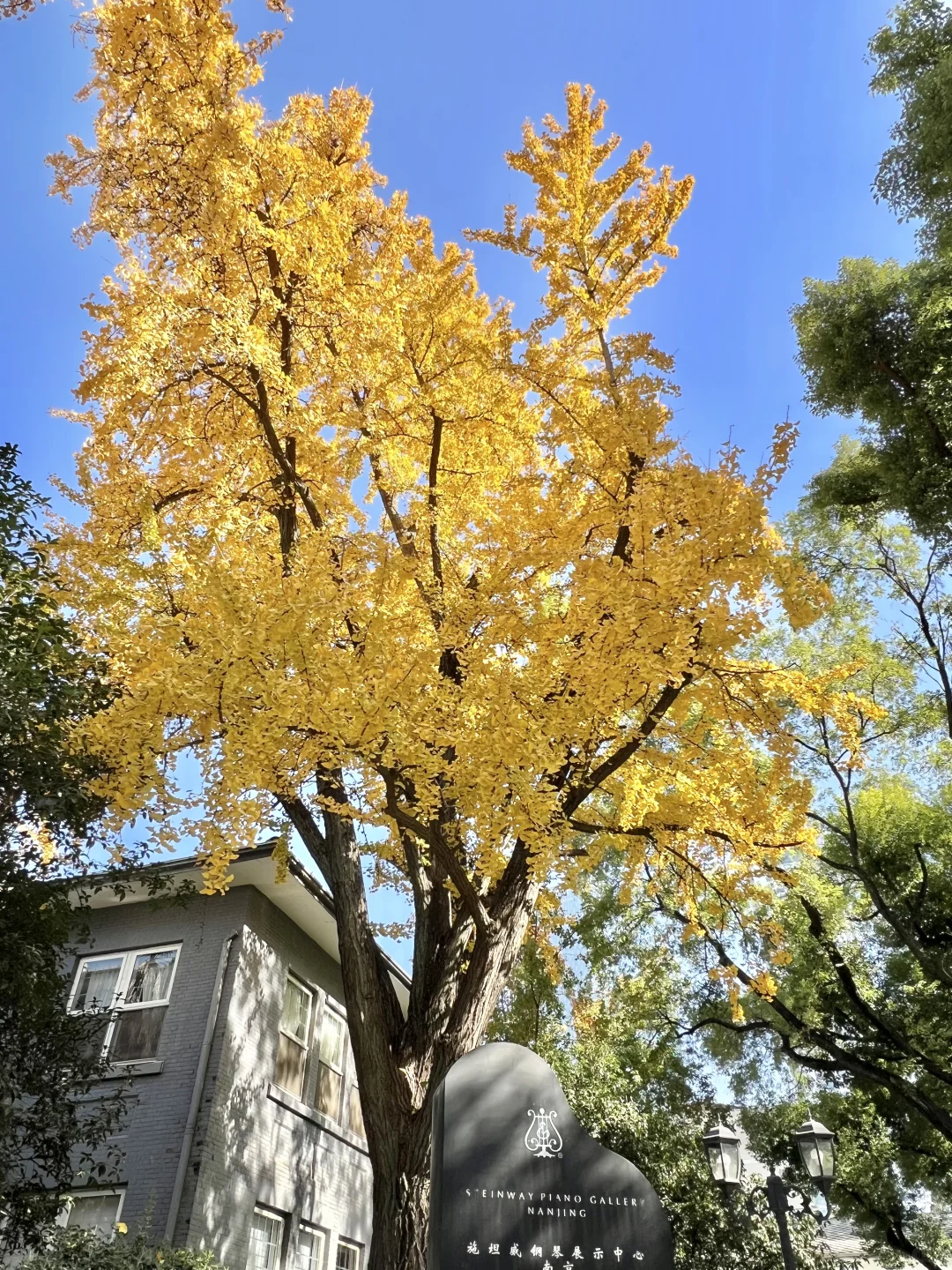 11.29实拍！南京新街口还有这种好地方！免费