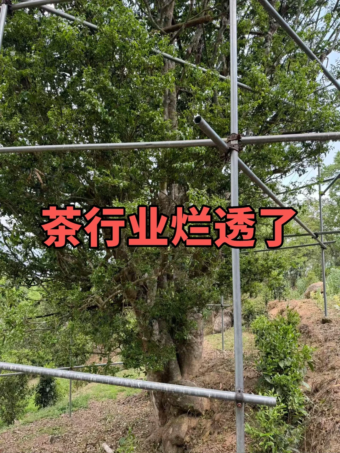 茶行业烂透了