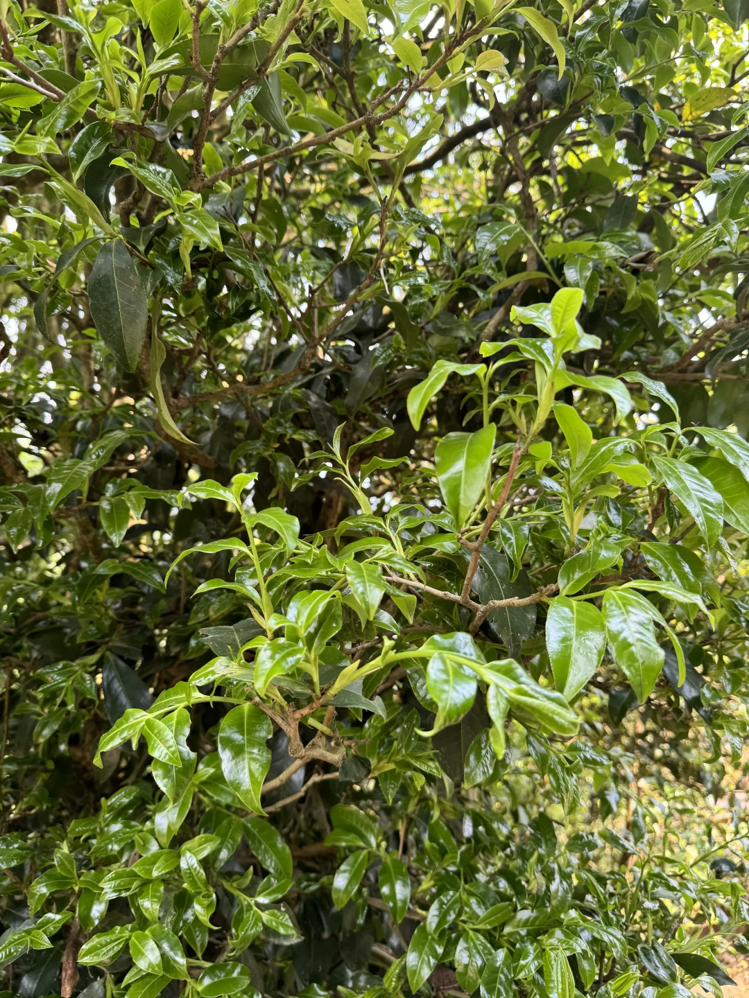 茶行业烂透了