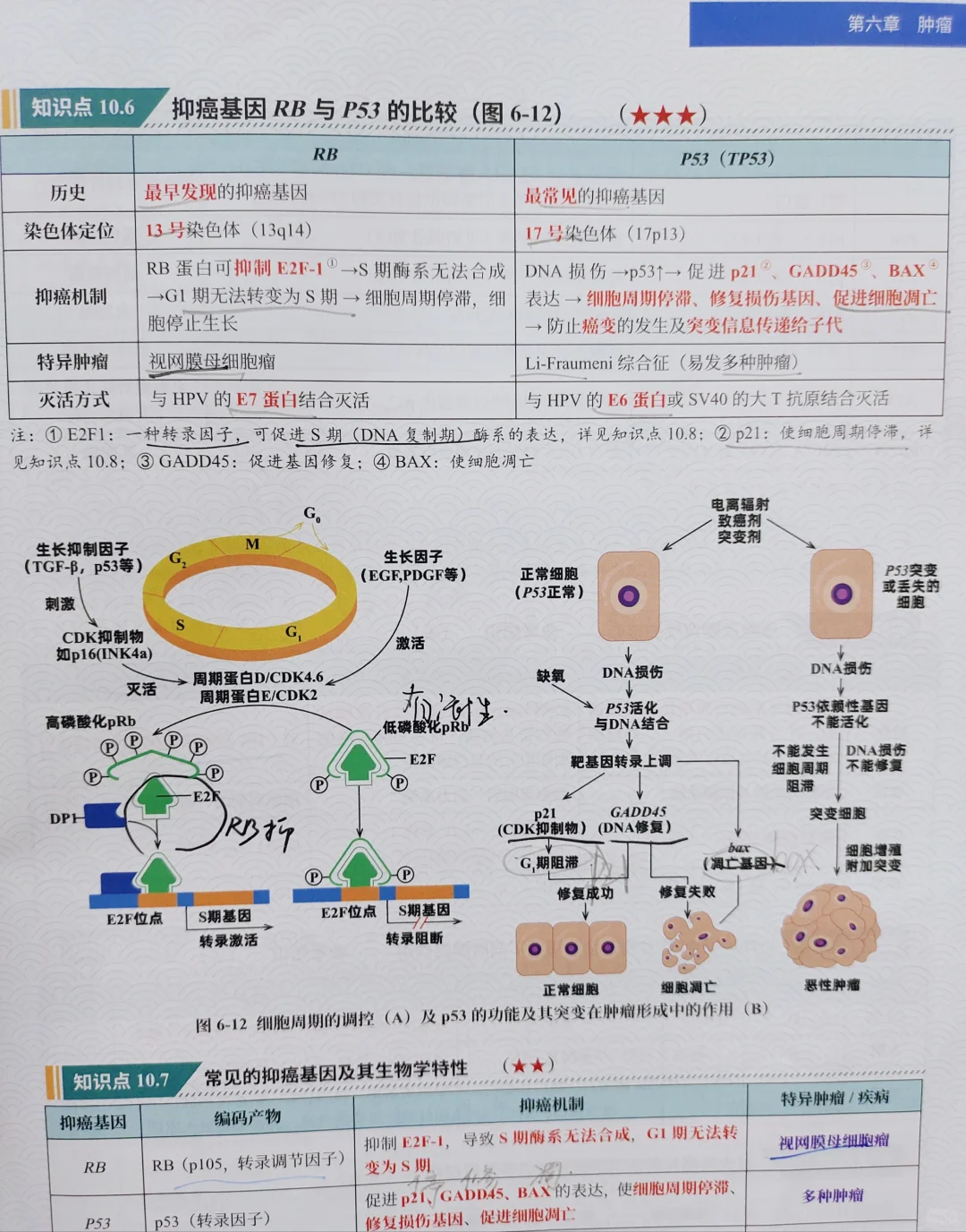 西综266:正式介绍我的真正王炸