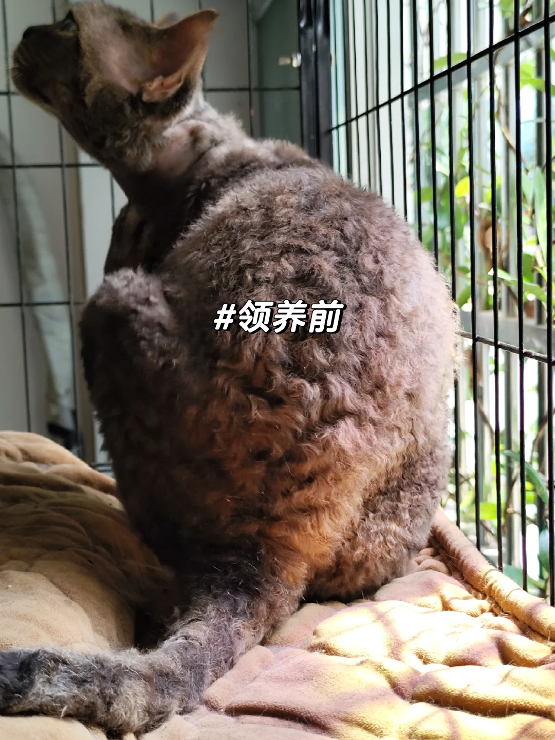 被软虐待的德文
