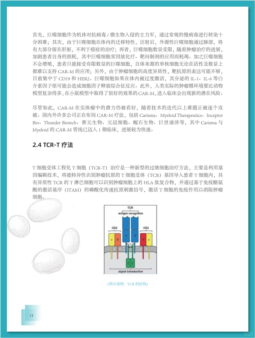 免疫细胞疗法行业发展白皮书
