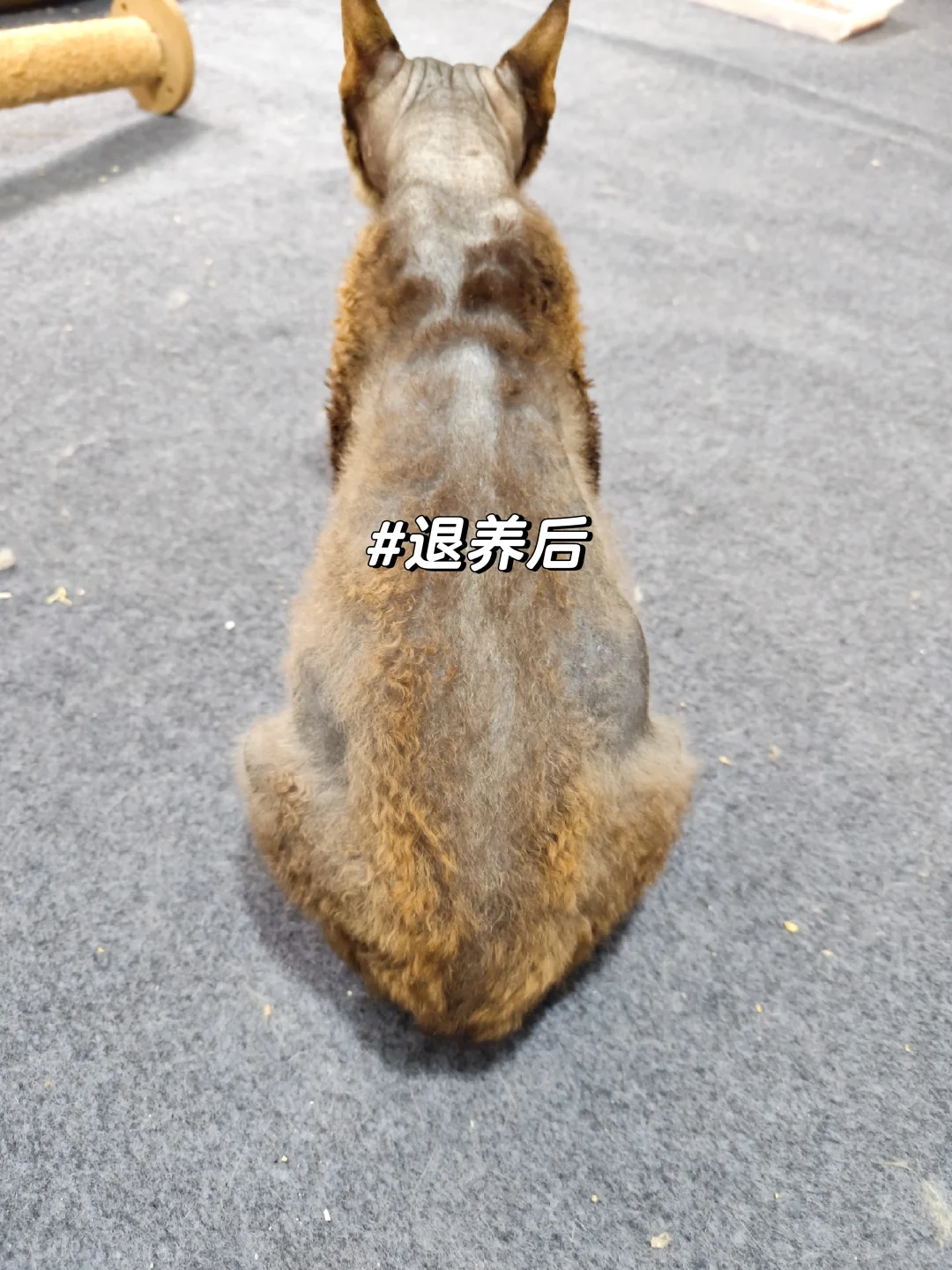被软虐待的德文