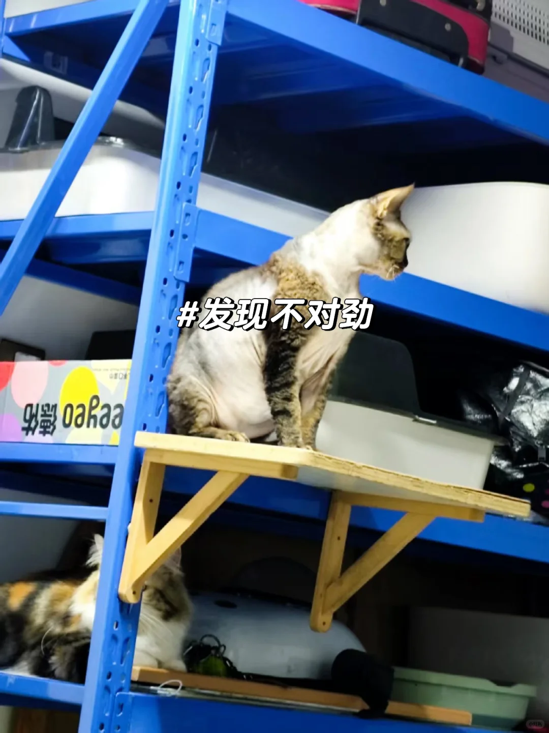 被软虐待的德文