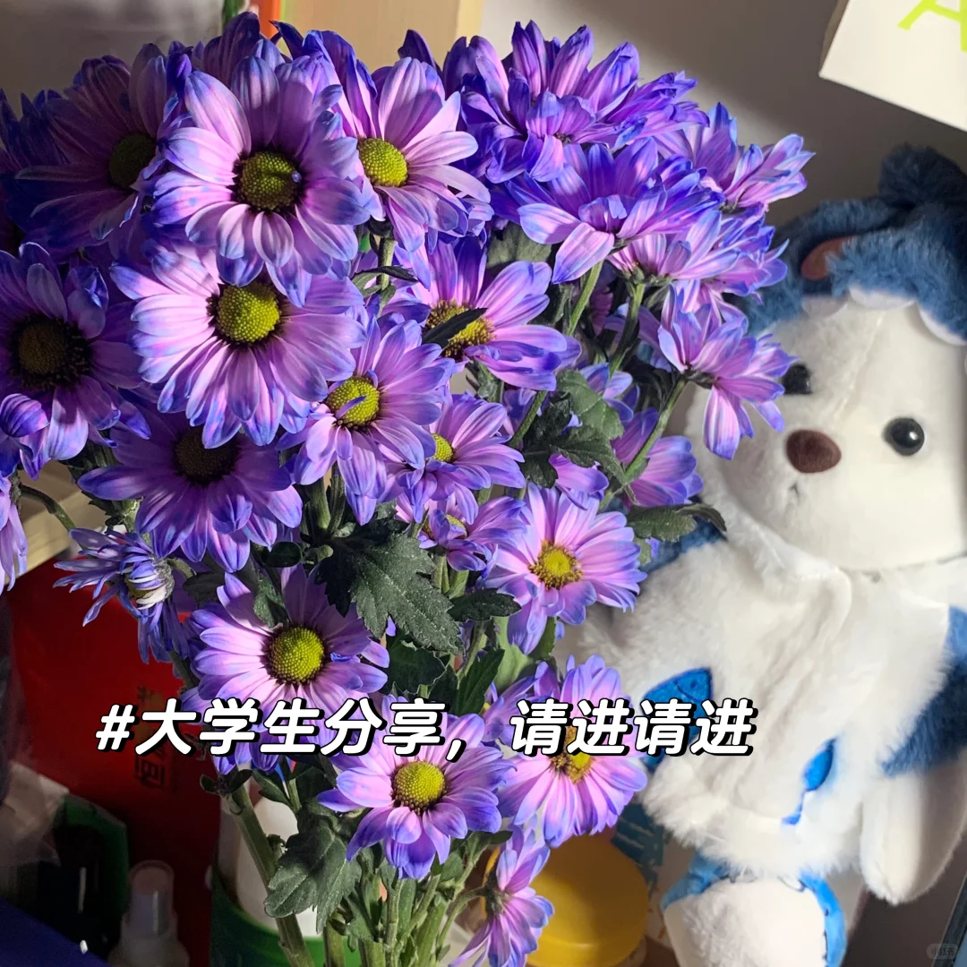 学生党调研躺赢神器！Credamo见数直接封神✨