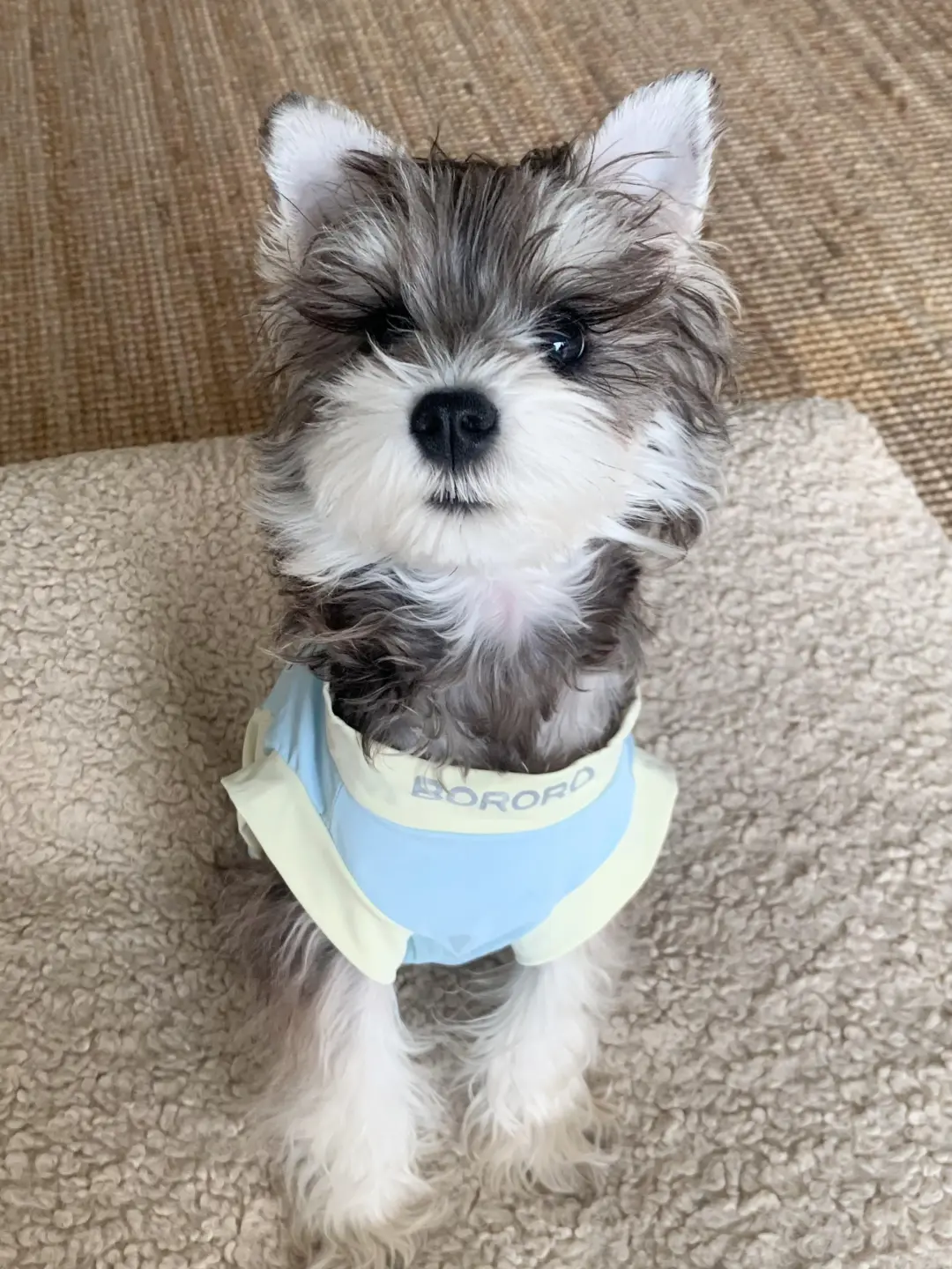 四川犬舍小偿领养雪纳瑞只为找好人家!?