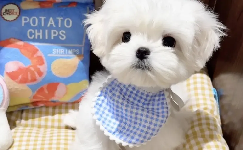 四川犬舍小偿领养马尔济斯只为找好人家!