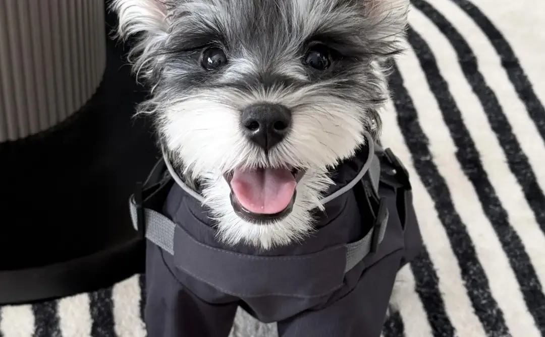 四川犬舍小偿领养雪纳瑞只为找好人家!?