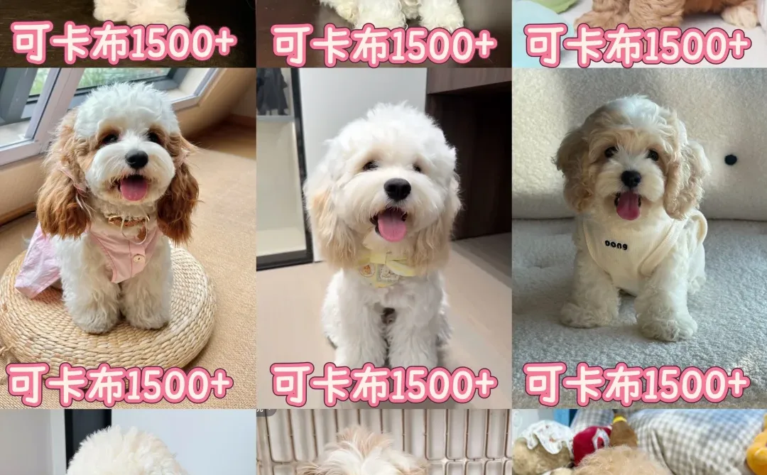 ?可卡布幼犬驾到!包送到家超安心~**