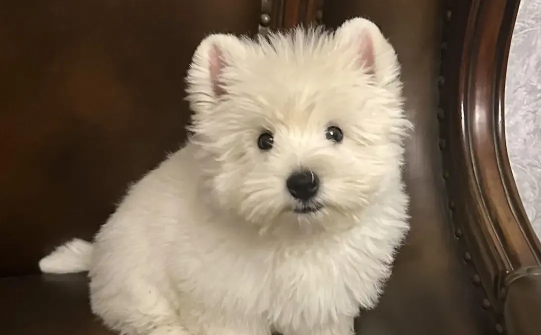 四川犬舍小偿领养西高地只为找好人家!?