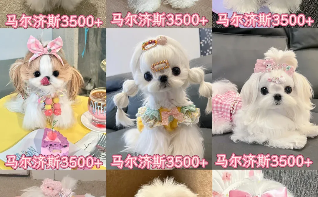 纯种马尔济斯幼犬出售!全国空运到家✨**