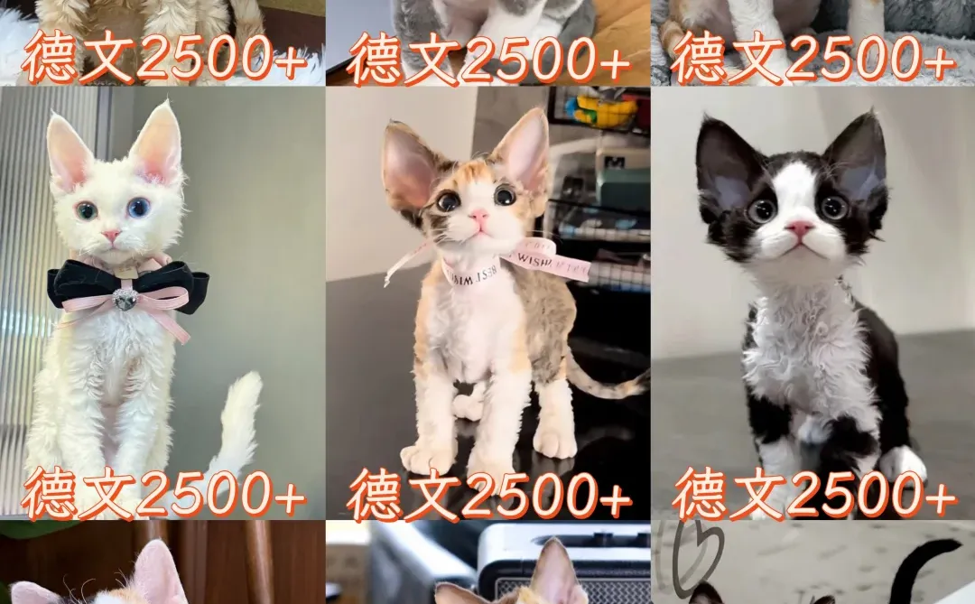 萌翻全网!纯种德文卷毛幼猫限时抢购啦~**