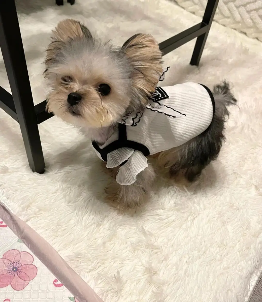 四川犬舍小偿领养约克夏只为找好人家！?