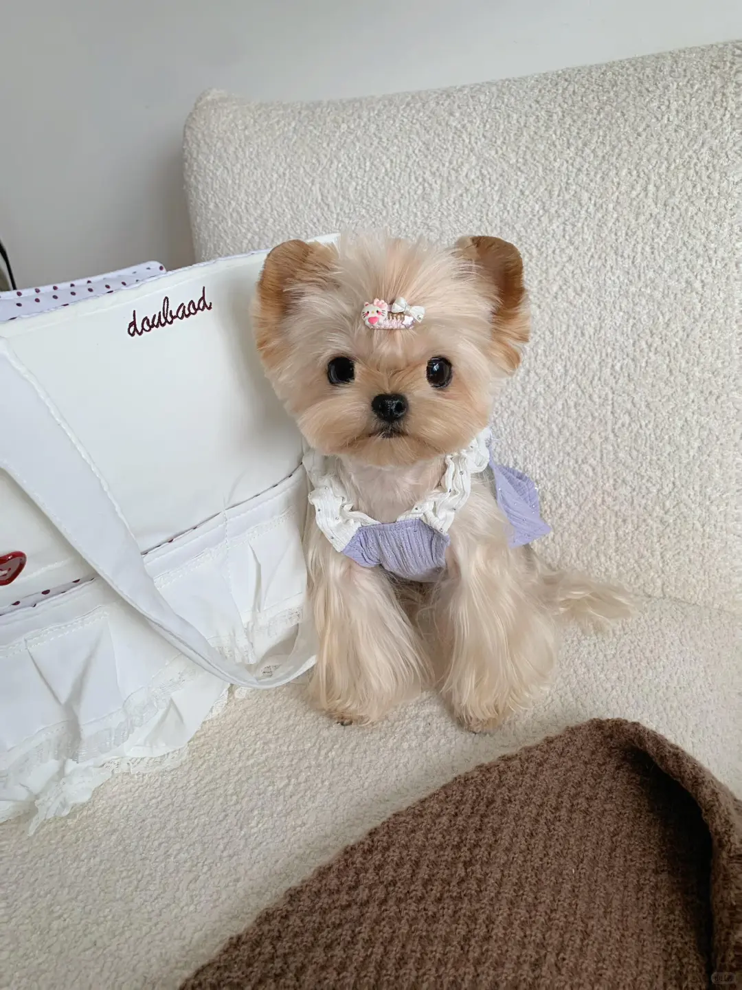 四川犬舍小偿领养约克夏只为找好人家！?