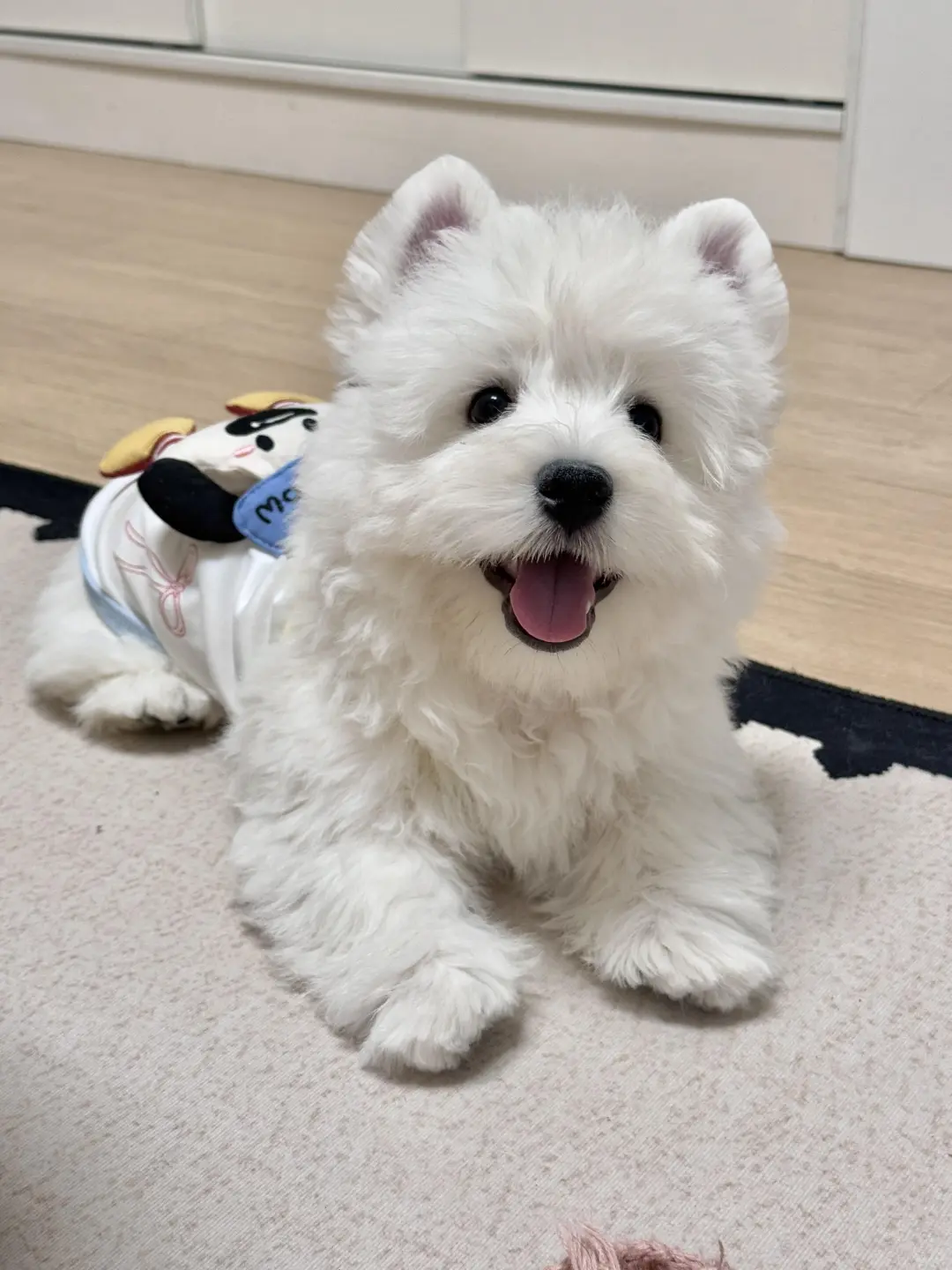 四川犬舍小偿领养西高地只为找好人家!?