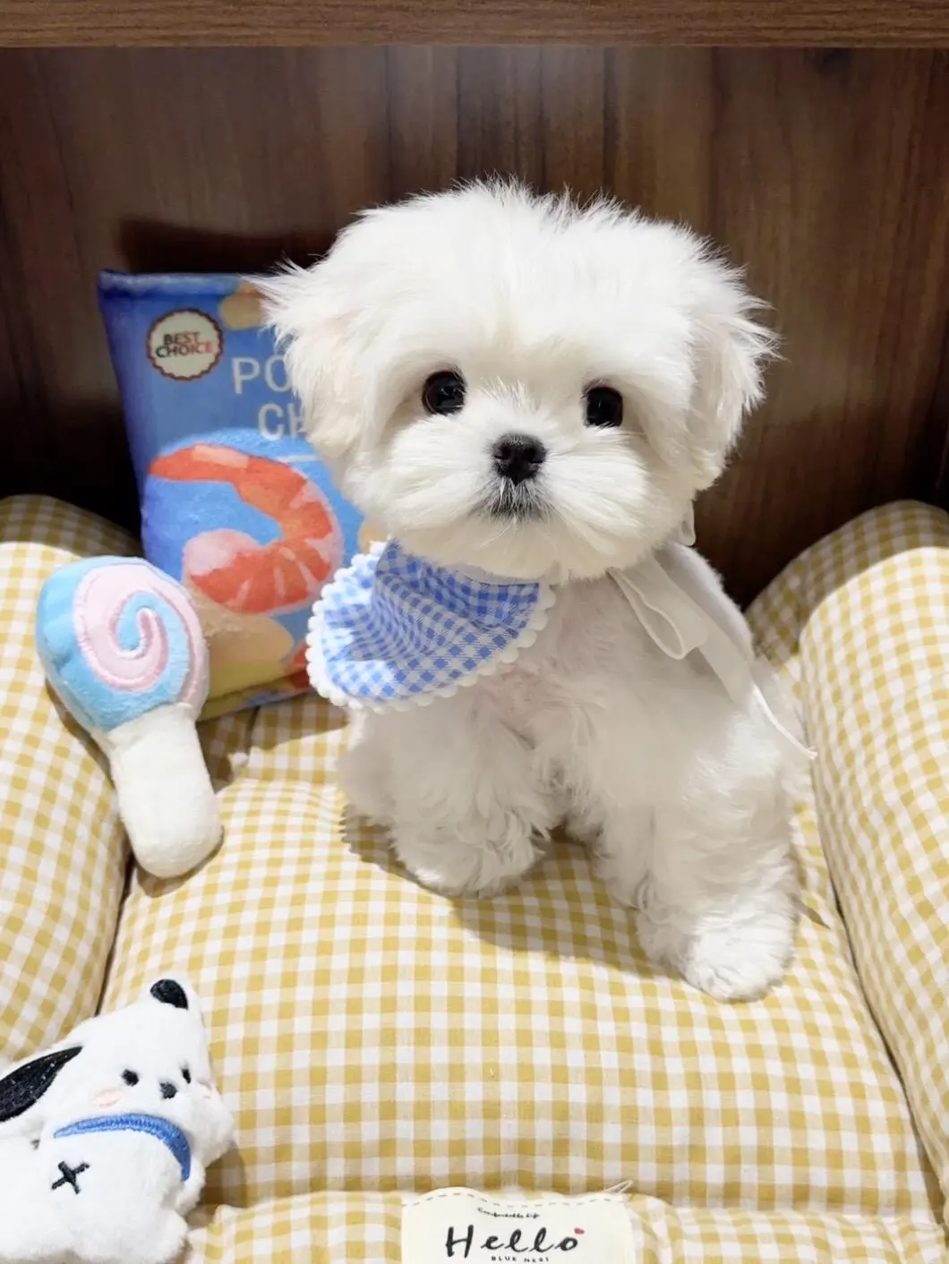 四川犬舍小偿领养马尔济斯只为找好人家!