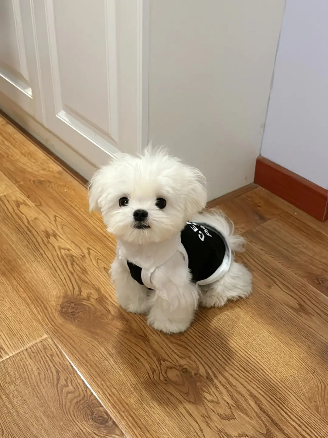 四川犬舍小偿领养马尔济斯只为找好人家!