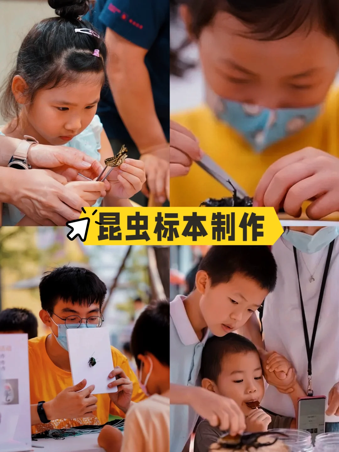 北京遛娃|昆虫迷市集这不就来了!