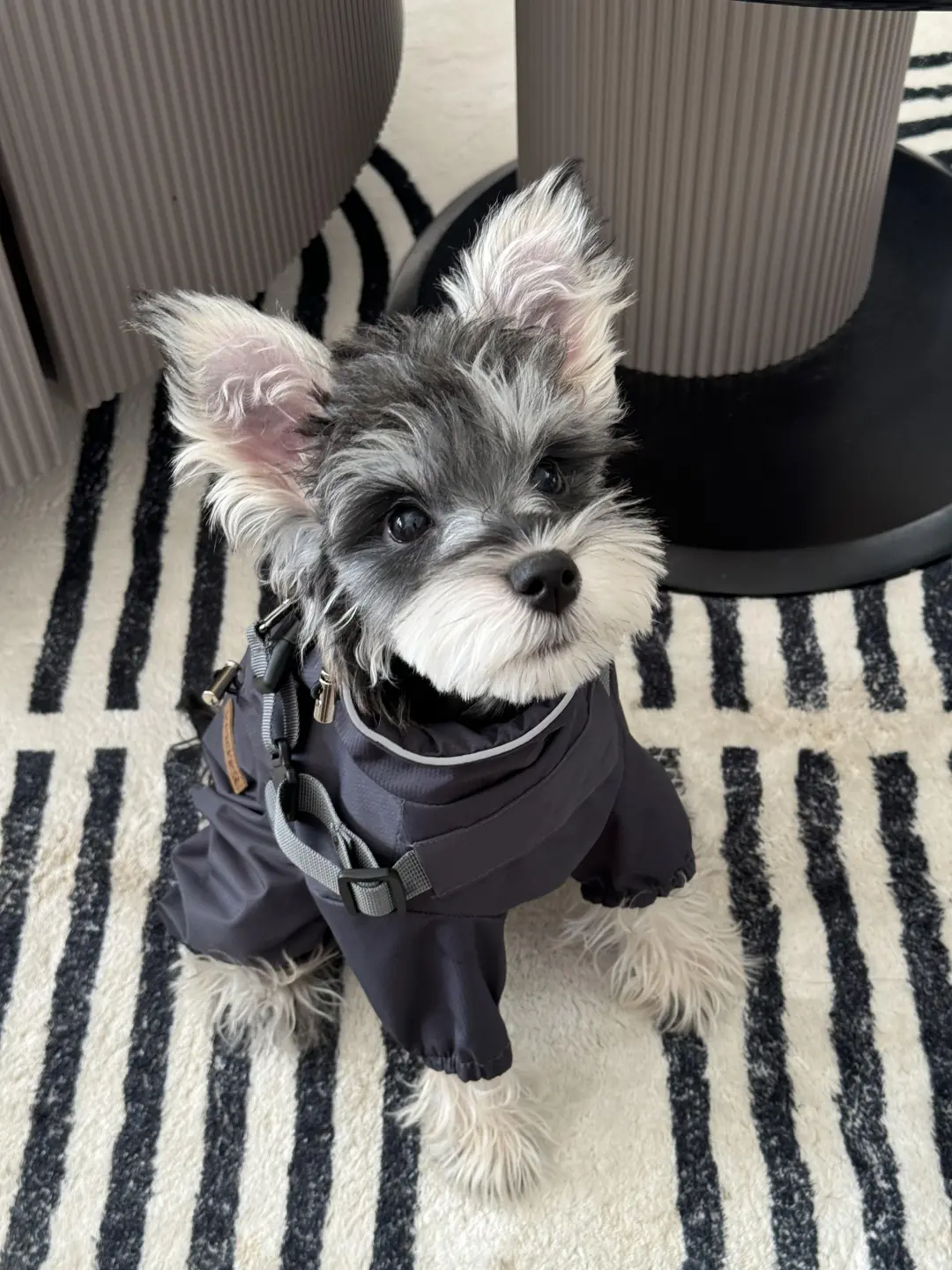 四川犬舍小偿领养雪纳瑞只为找好人家!?