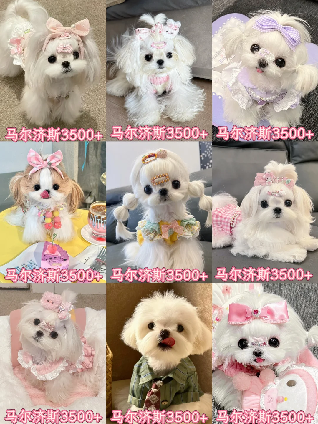 纯种马尔济斯幼犬出售!全国空运到家✨**