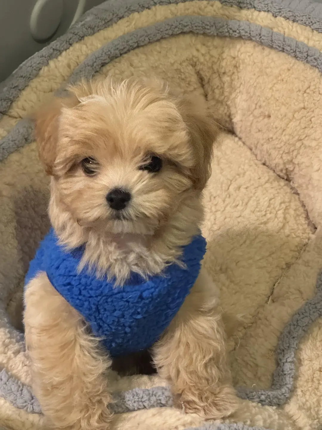 四川犬舍小偿领养马尔泰只为找好人家！?