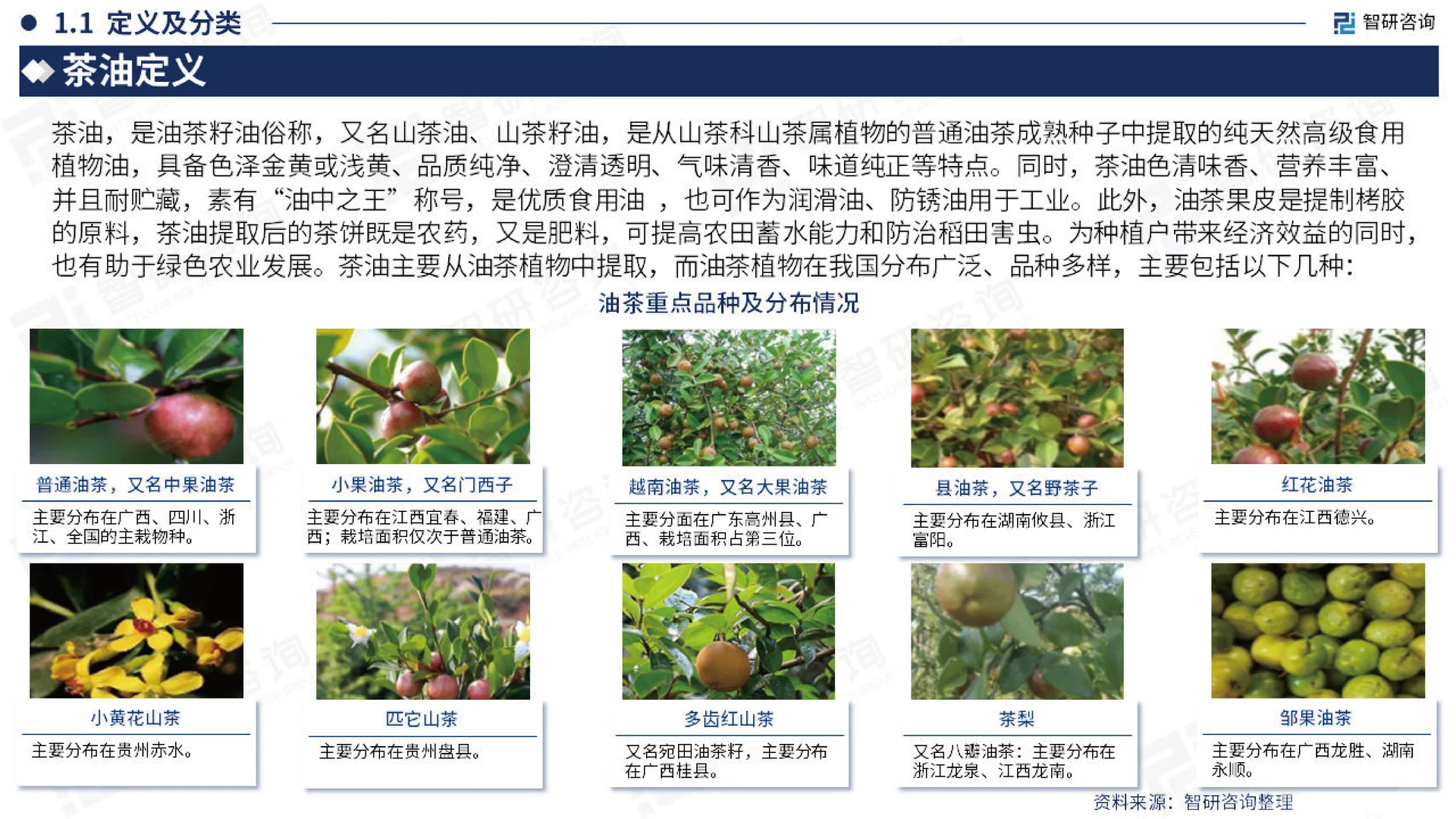 2023中国茶油产业现状,山茶油发展研究报告