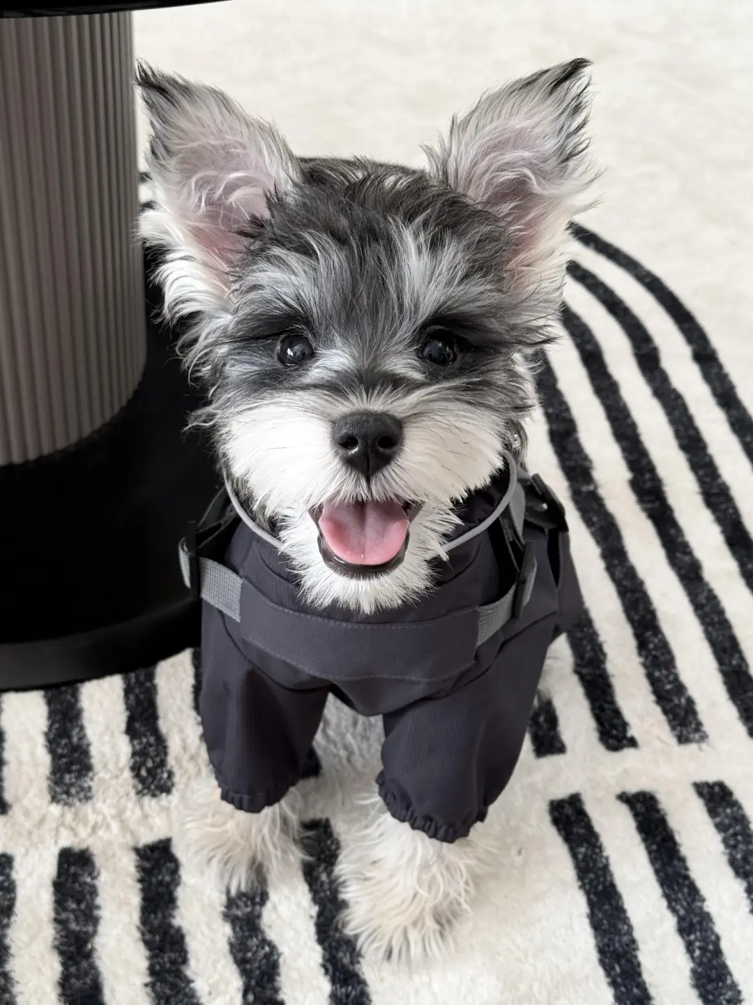 四川犬舍小偿领养雪纳瑞只为找好人家!?