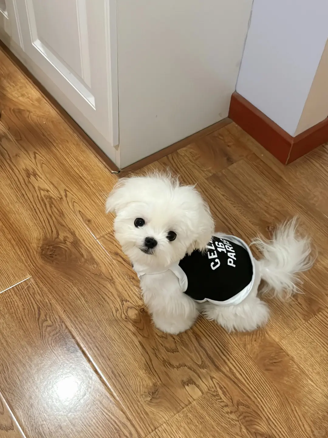 四川犬舍小偿领养马尔济斯只为找好人家!