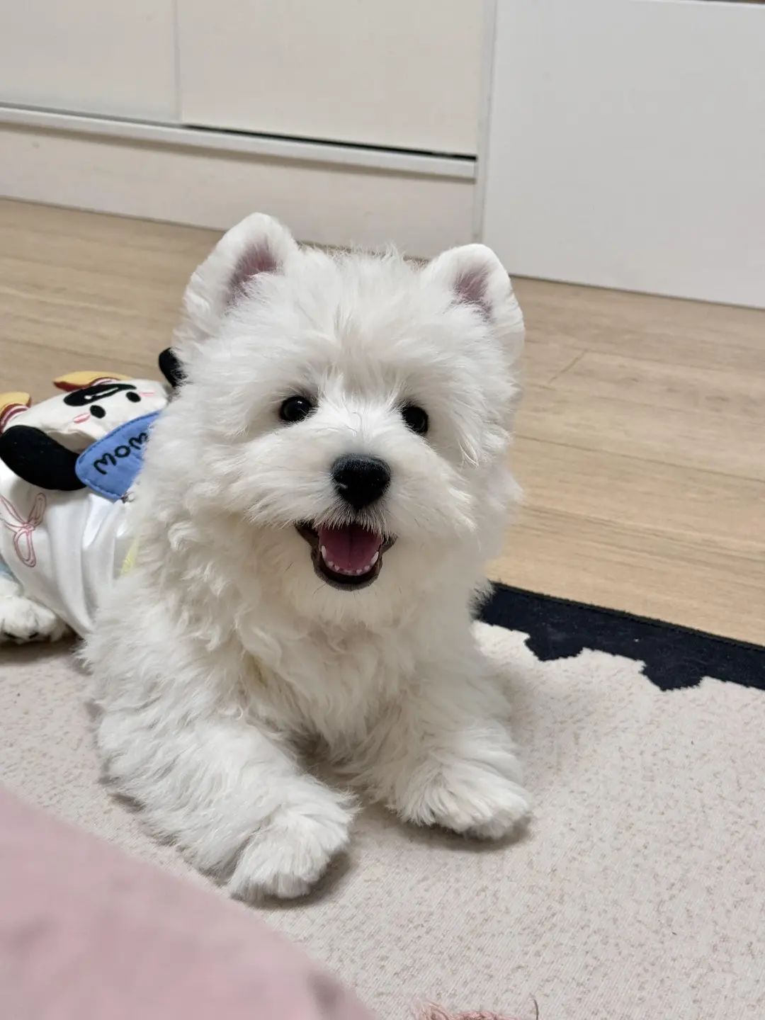 四川犬舍小偿领养西高地只为找好人家!?