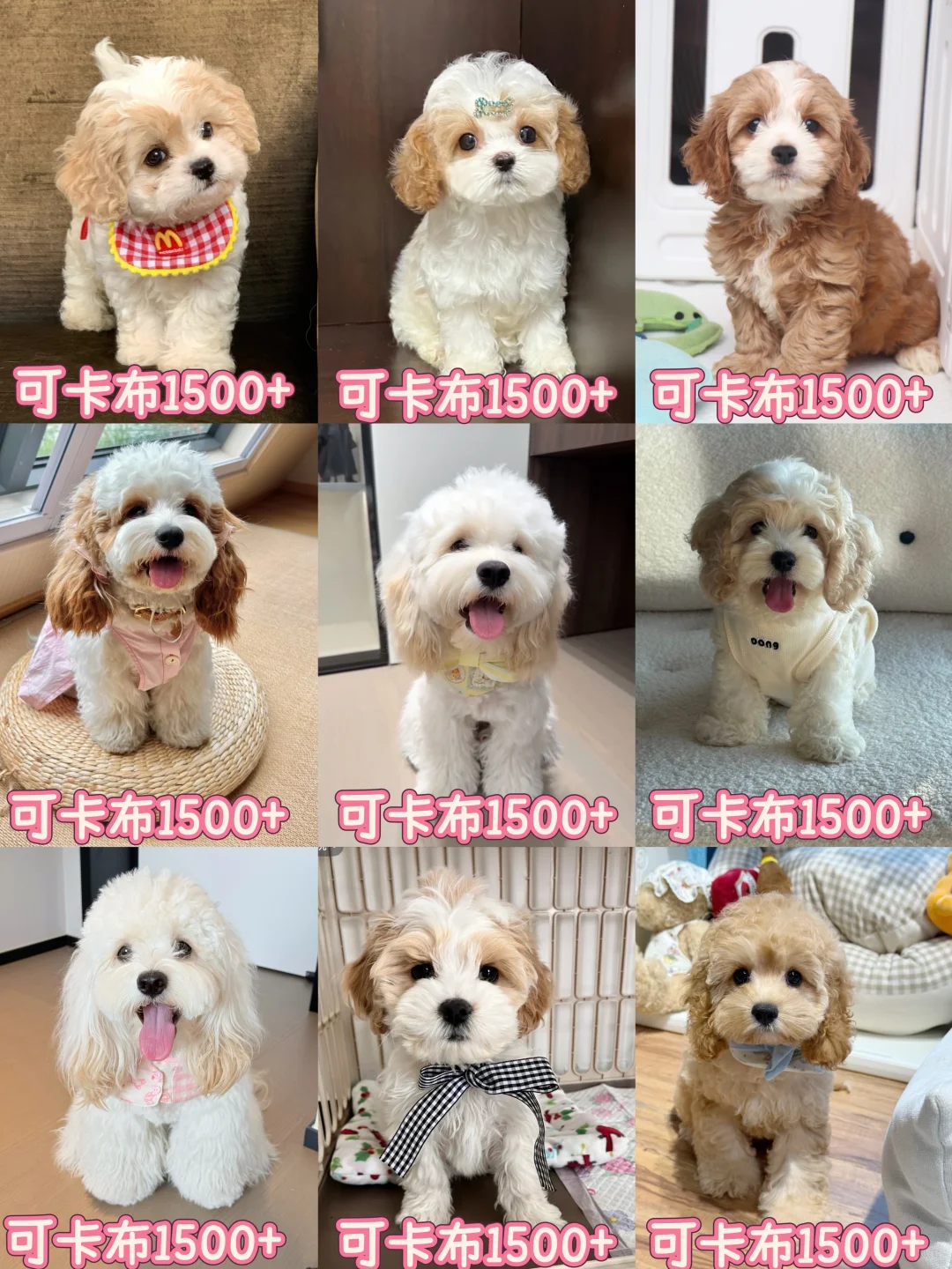 ?可卡布幼犬驾到!包送到家超安心~**