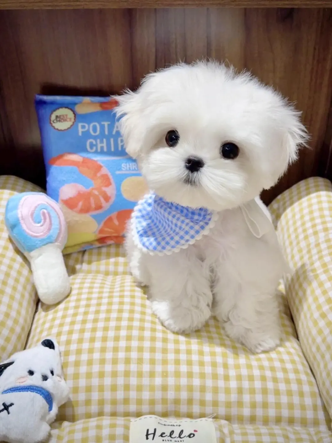 四川犬舍小偿领养马尔济斯只为找好人家!