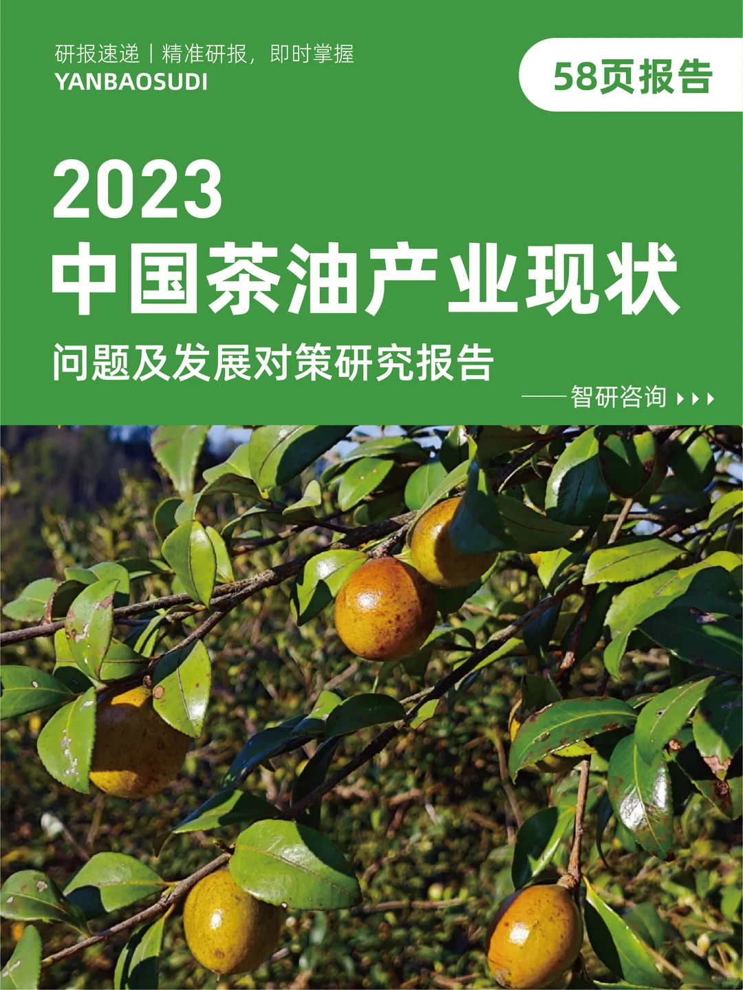 2023中国茶油产业现状,山茶油发展研究报告