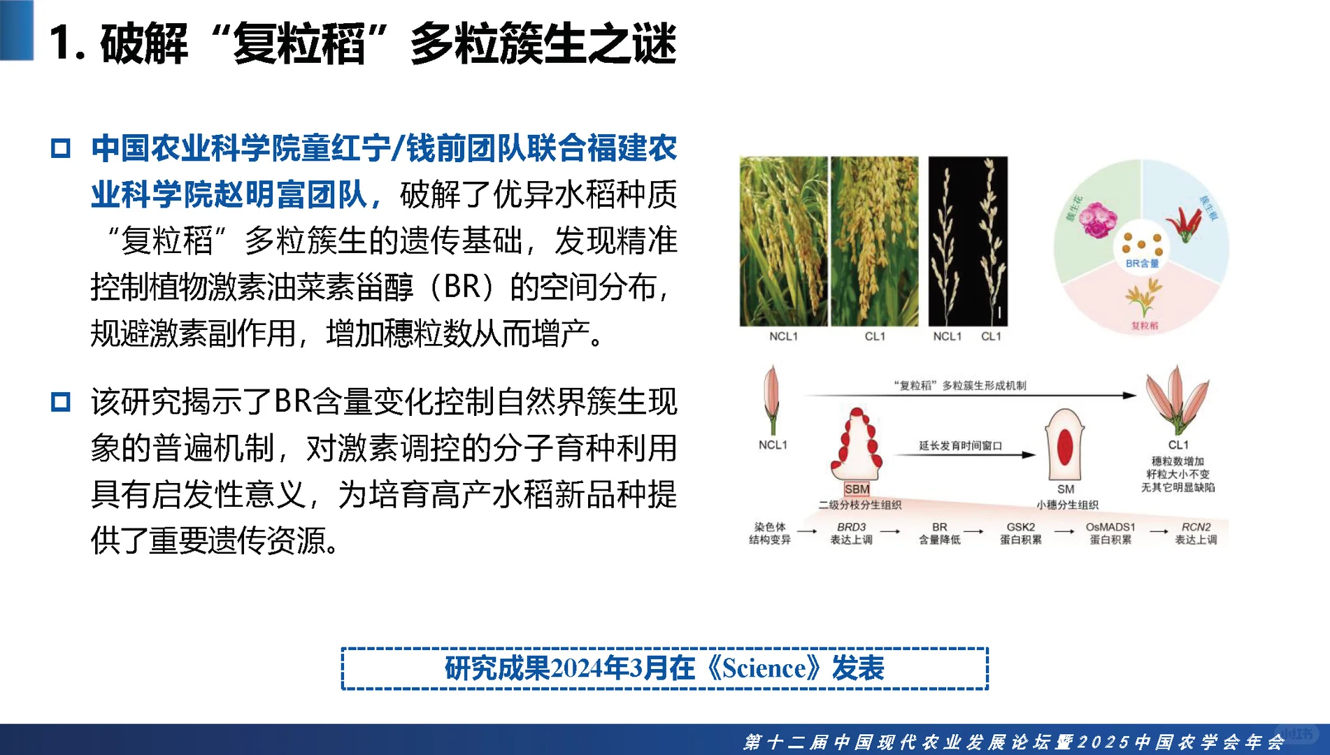 2025中国农业十大科学重大进展