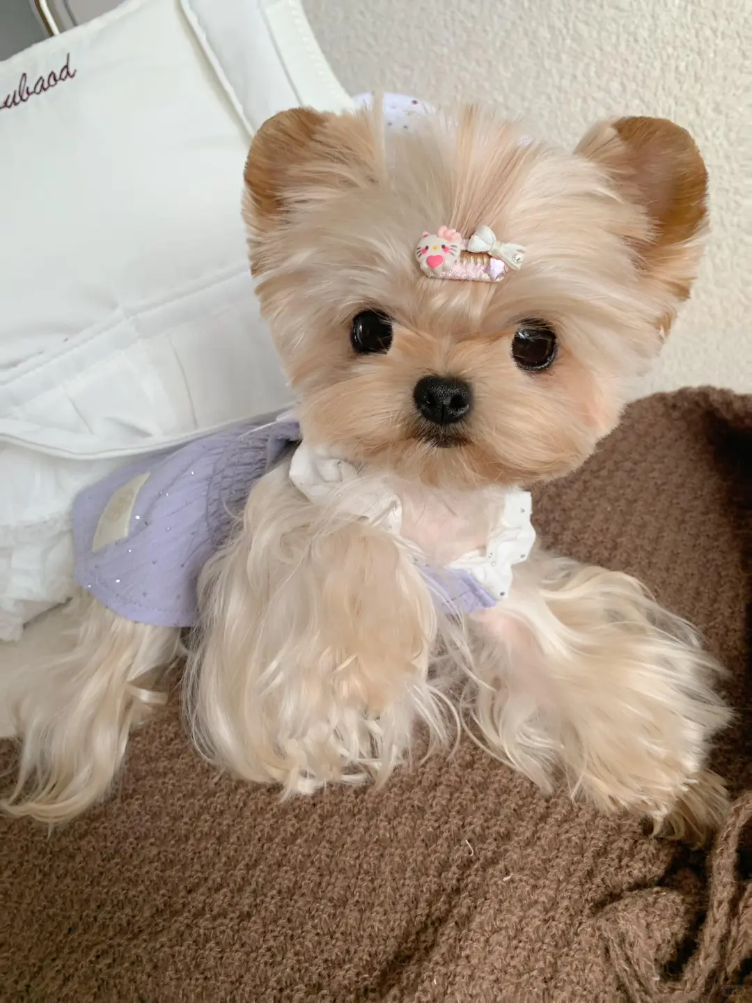 四川犬舍小偿领养约克夏只为找好人家！?