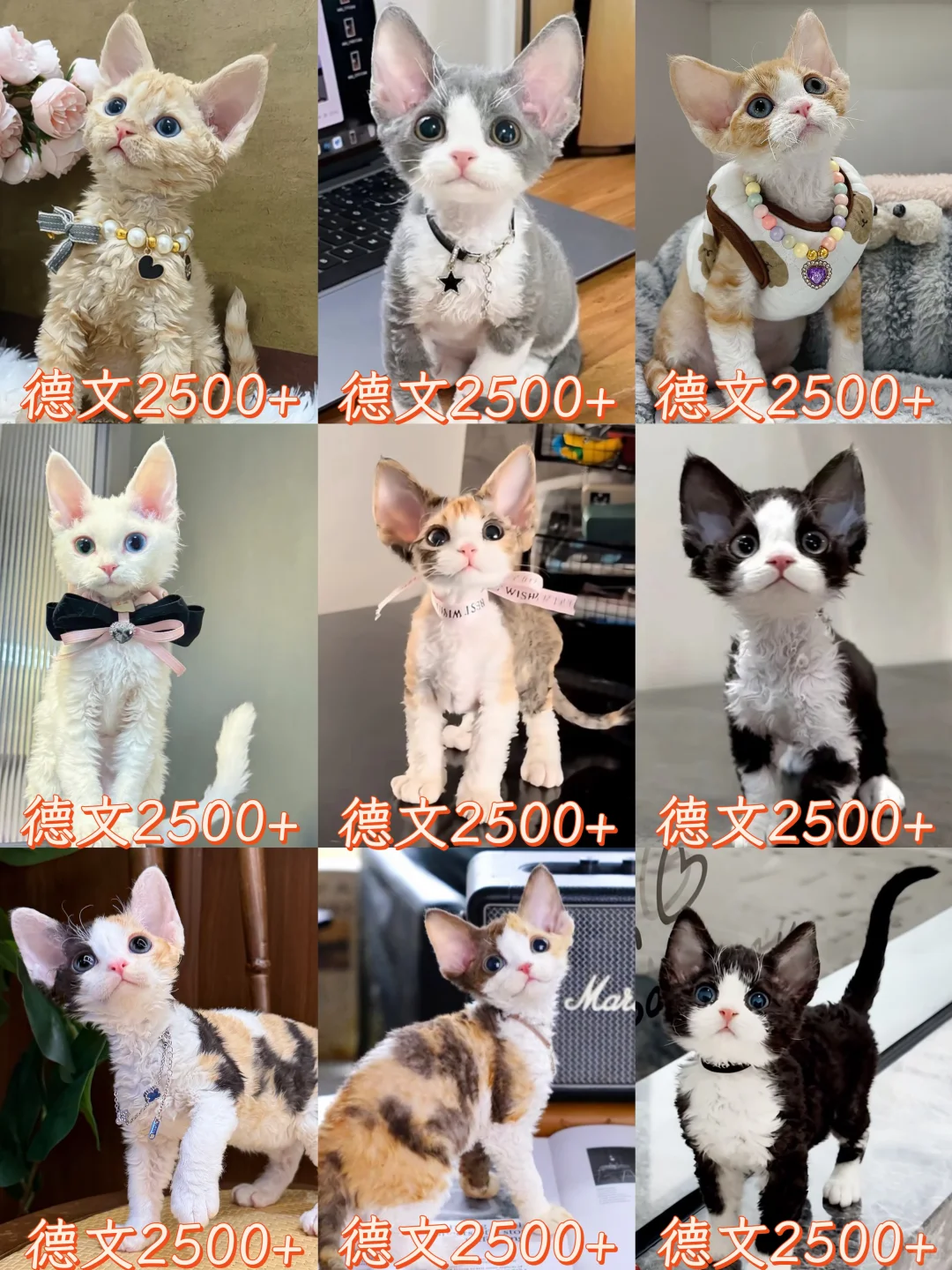 萌翻全网!纯种德文卷毛幼猫限时抢购啦~**