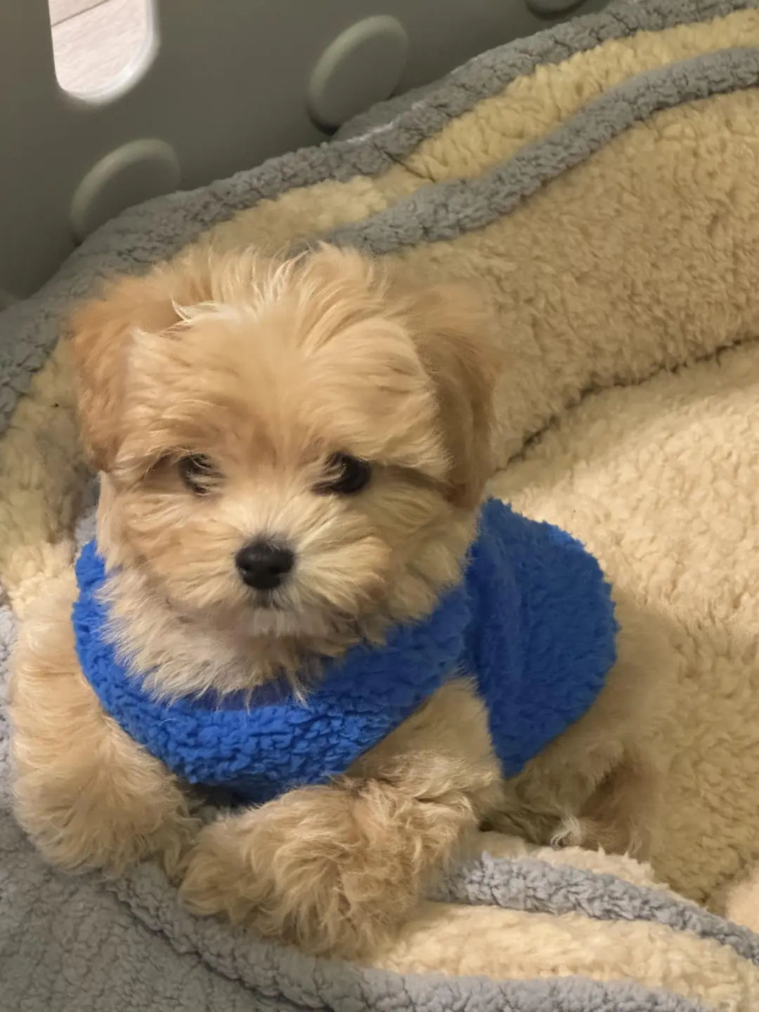 四川犬舍小偿领养马尔泰只为找好人家！?
