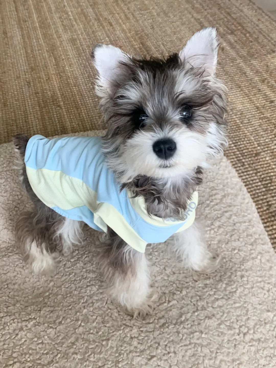 四川犬舍小偿领养雪纳瑞只为找好人家!?
