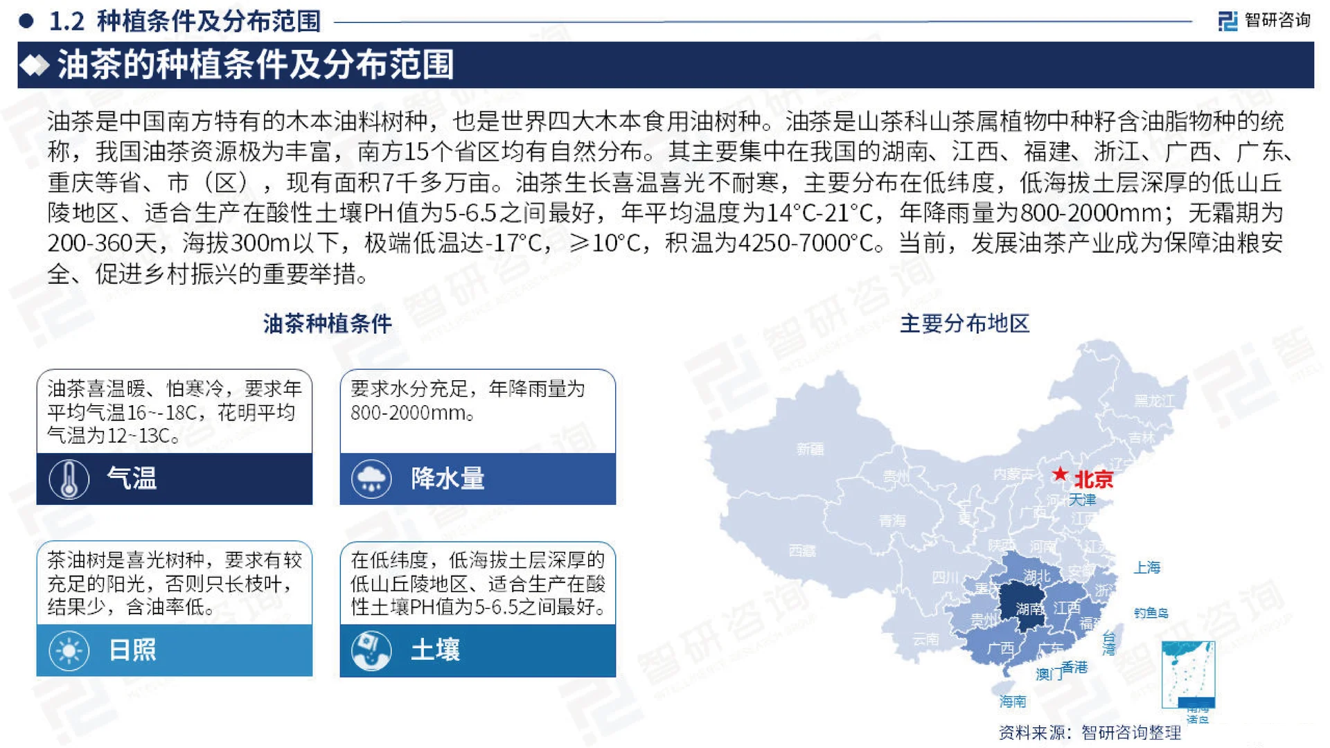 2023中国茶油产业现状,山茶油发展研究报告