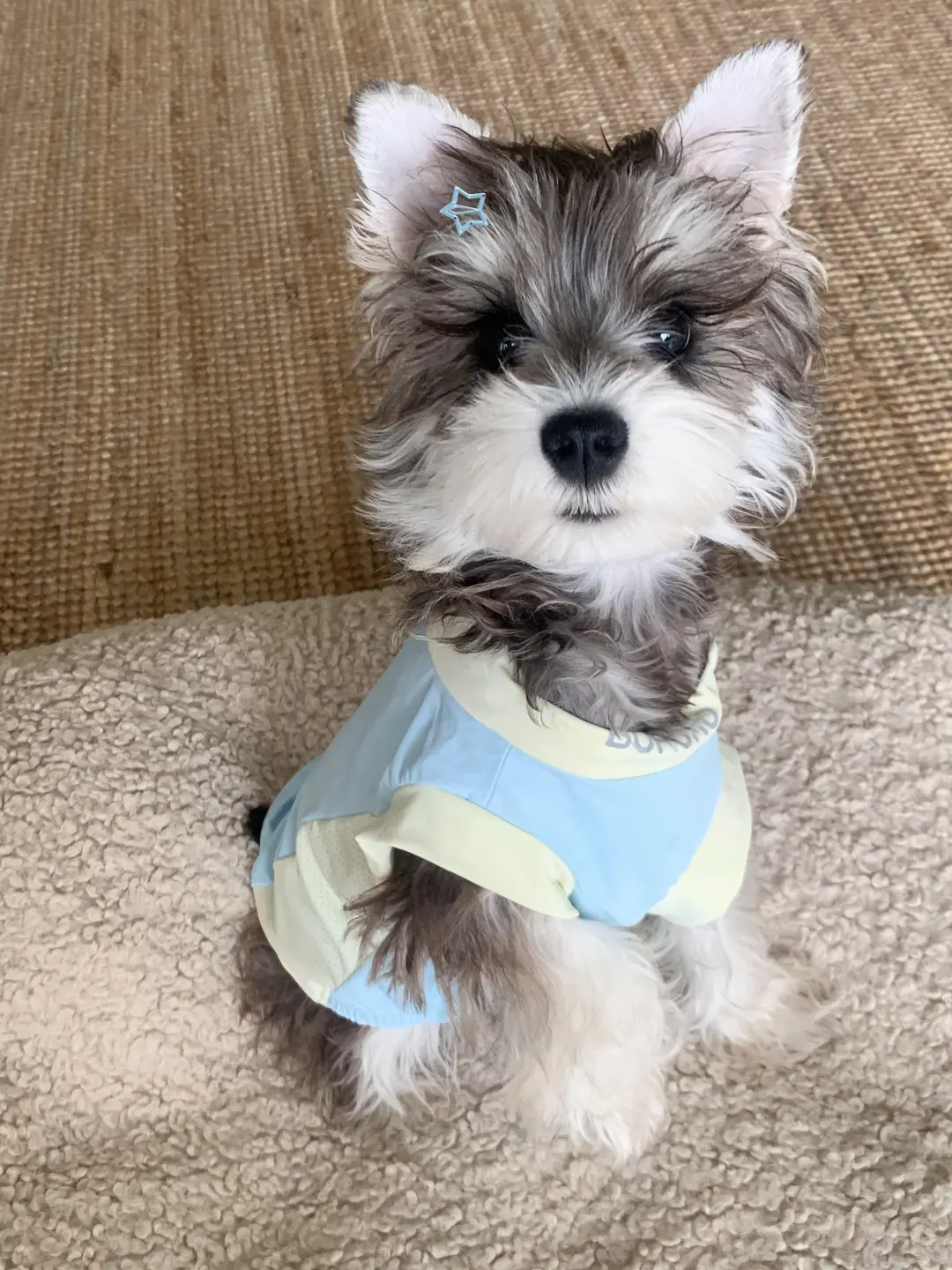 四川犬舍小偿领养雪纳瑞只为找好人家!?