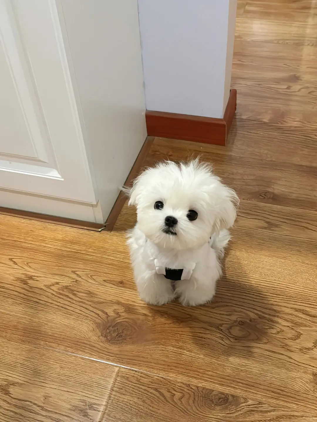 四川犬舍小偿领养马尔济斯只为找好人家!