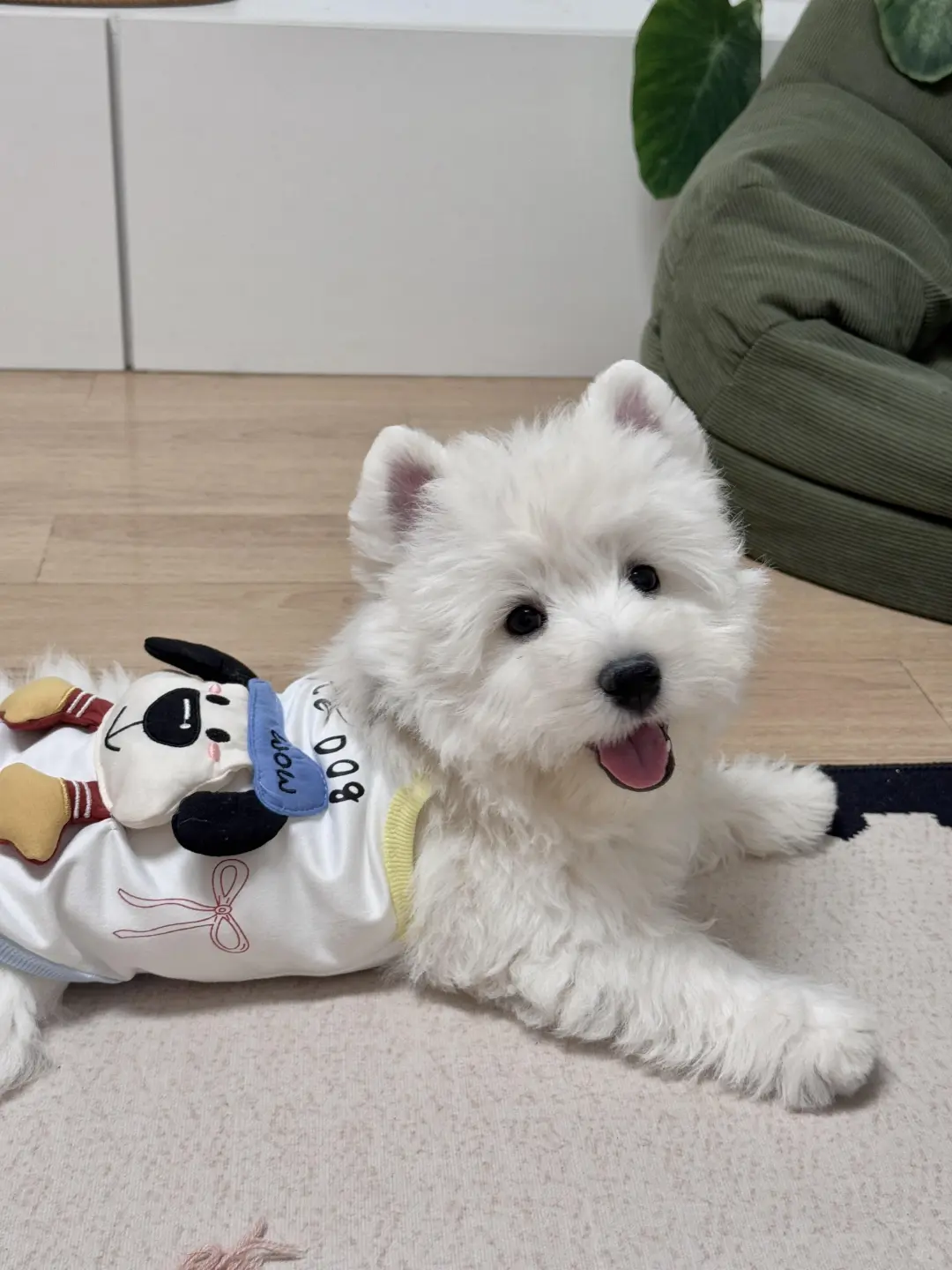 四川犬舍小偿领养西高地只为找好人家!?