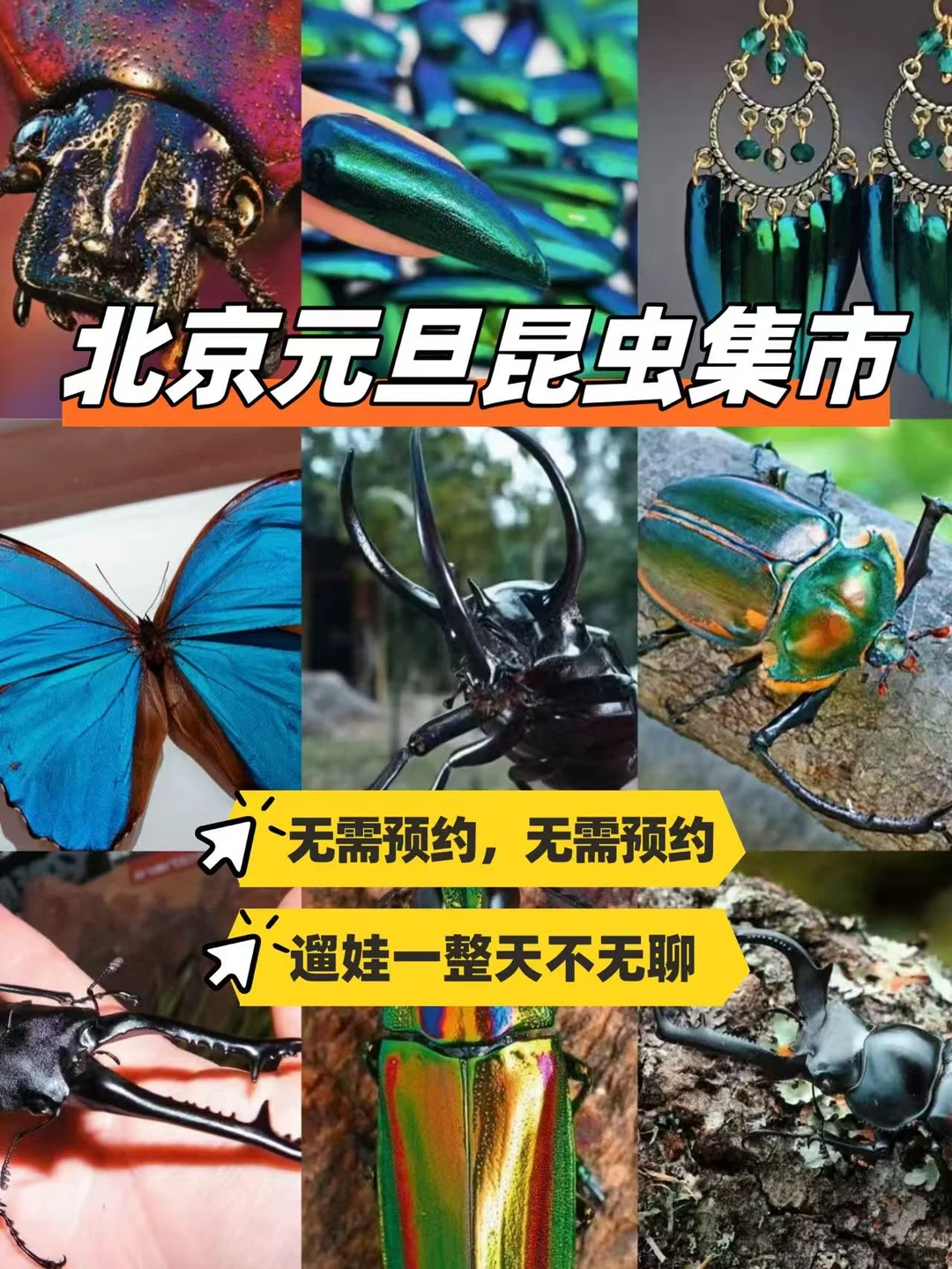 北京遛娃|昆虫迷市集这不就来了!
