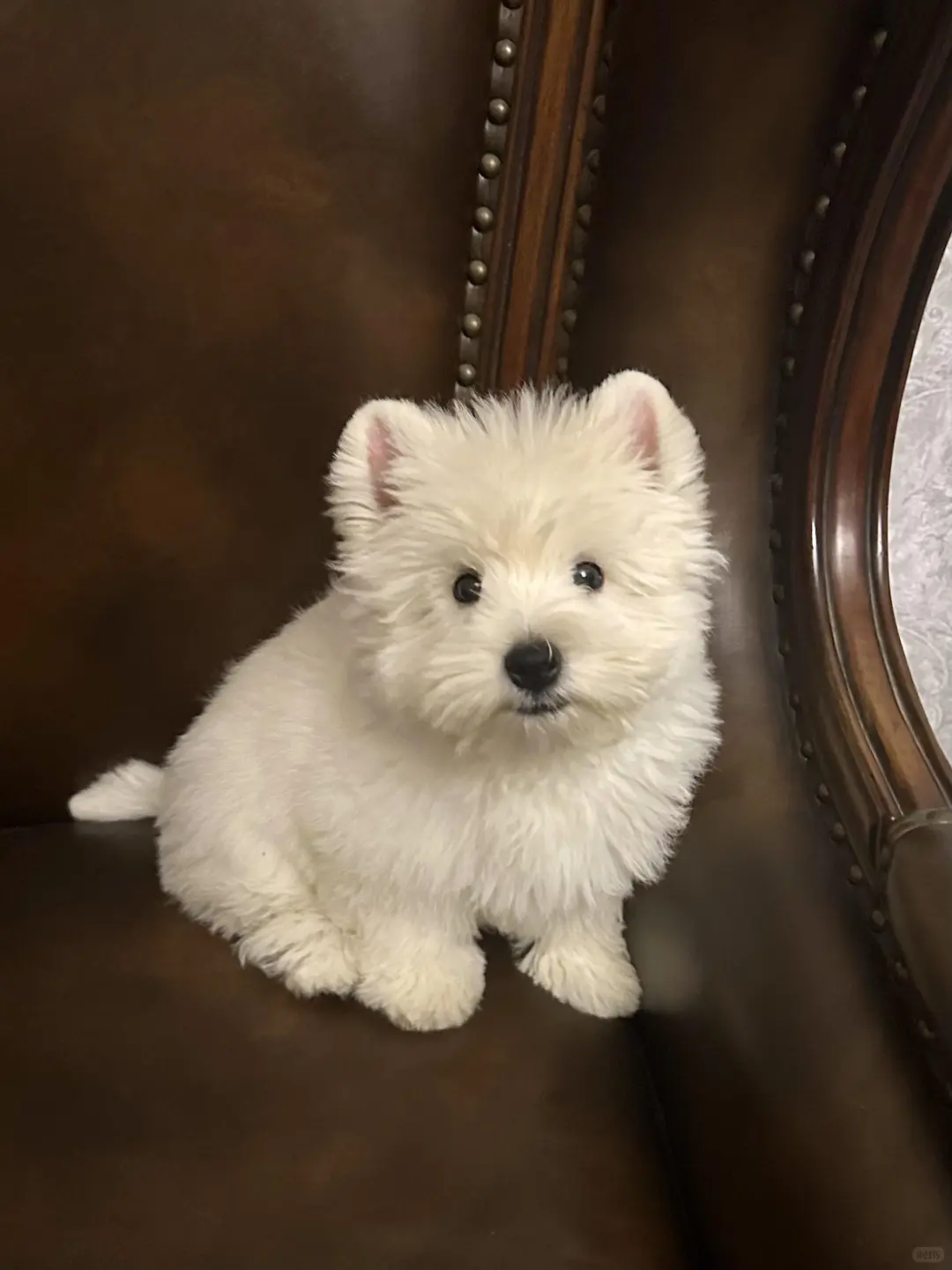四川犬舍小偿领养西高地只为找好人家!?