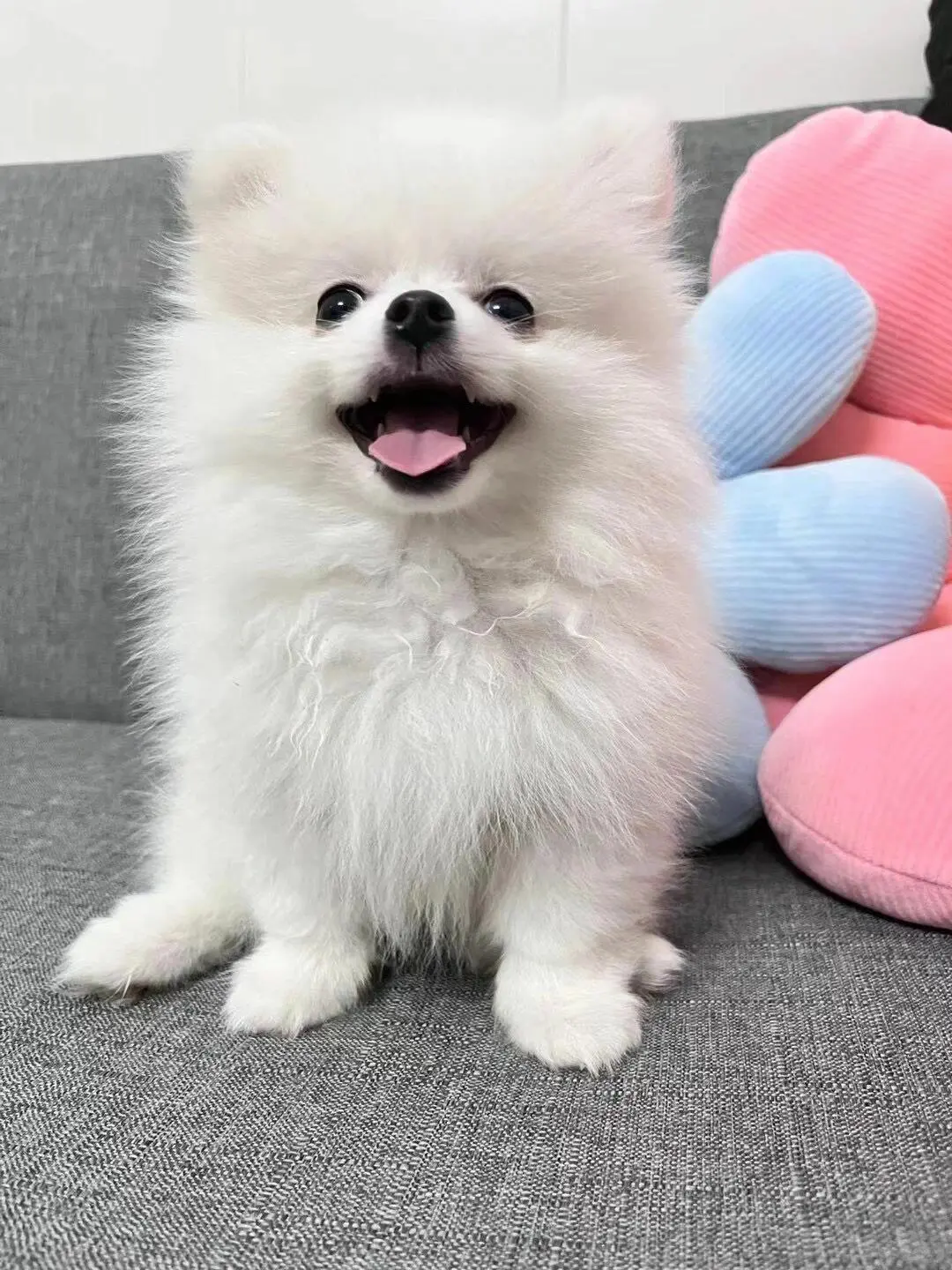 四川犬舍小偿领养博美只为找好人家!?