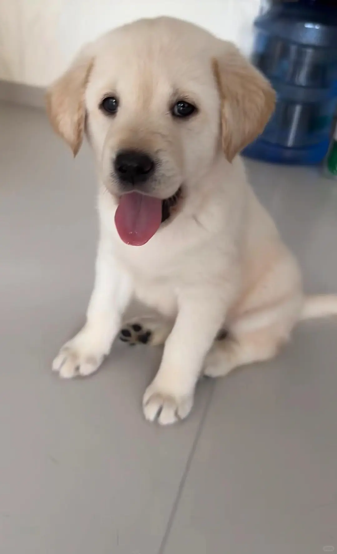 四川犬舍小偿领养拉布拉多只为找好人家!