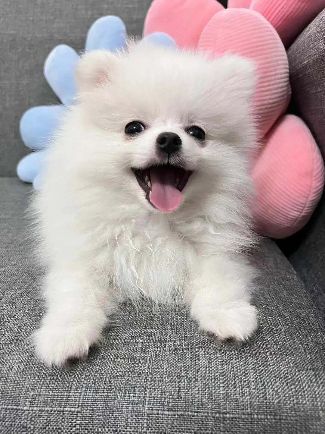 四川犬舍小偿领养博美只为找好人家!?