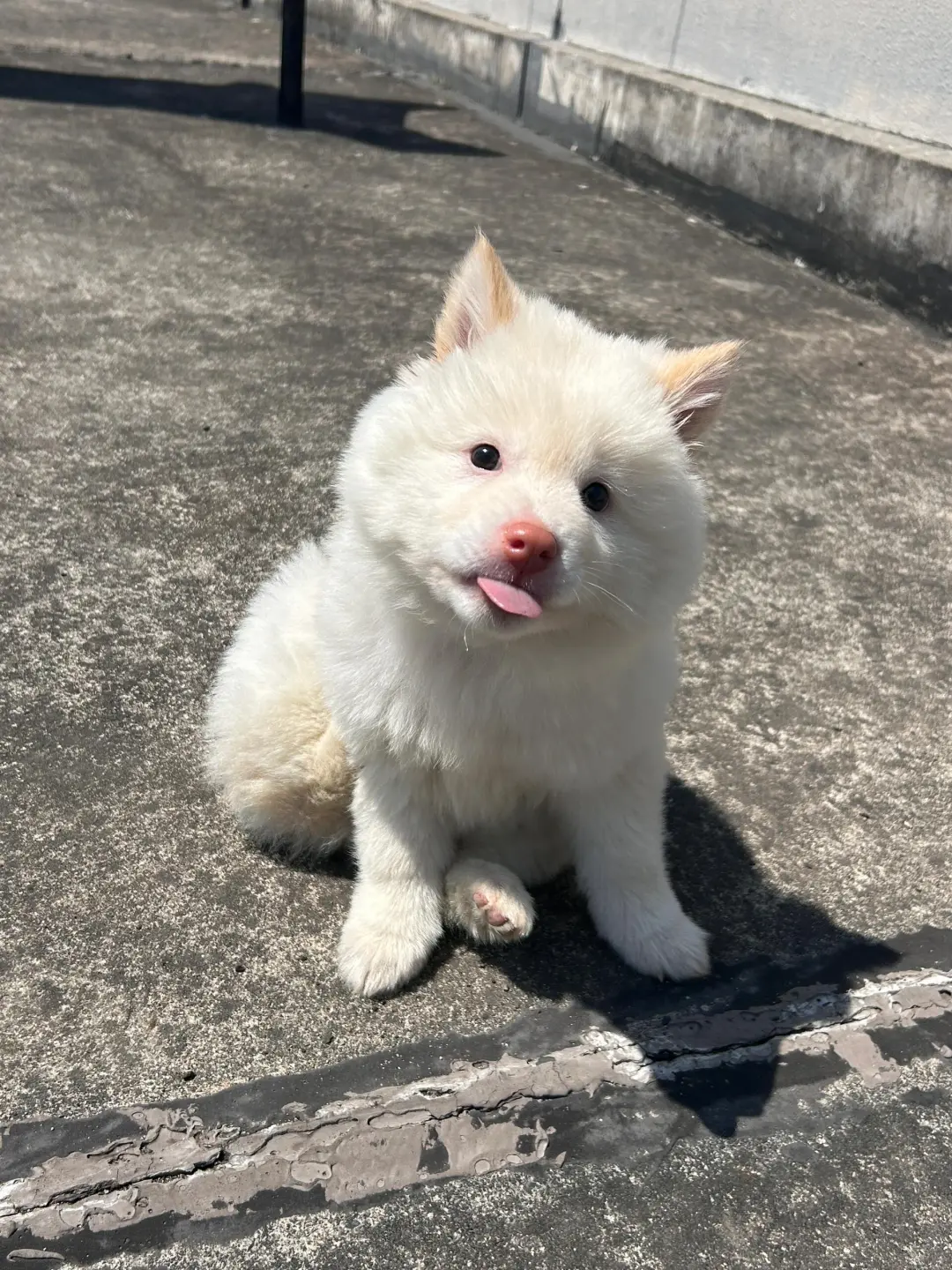 四川犬舍小偿领养土松只为找好人家!?