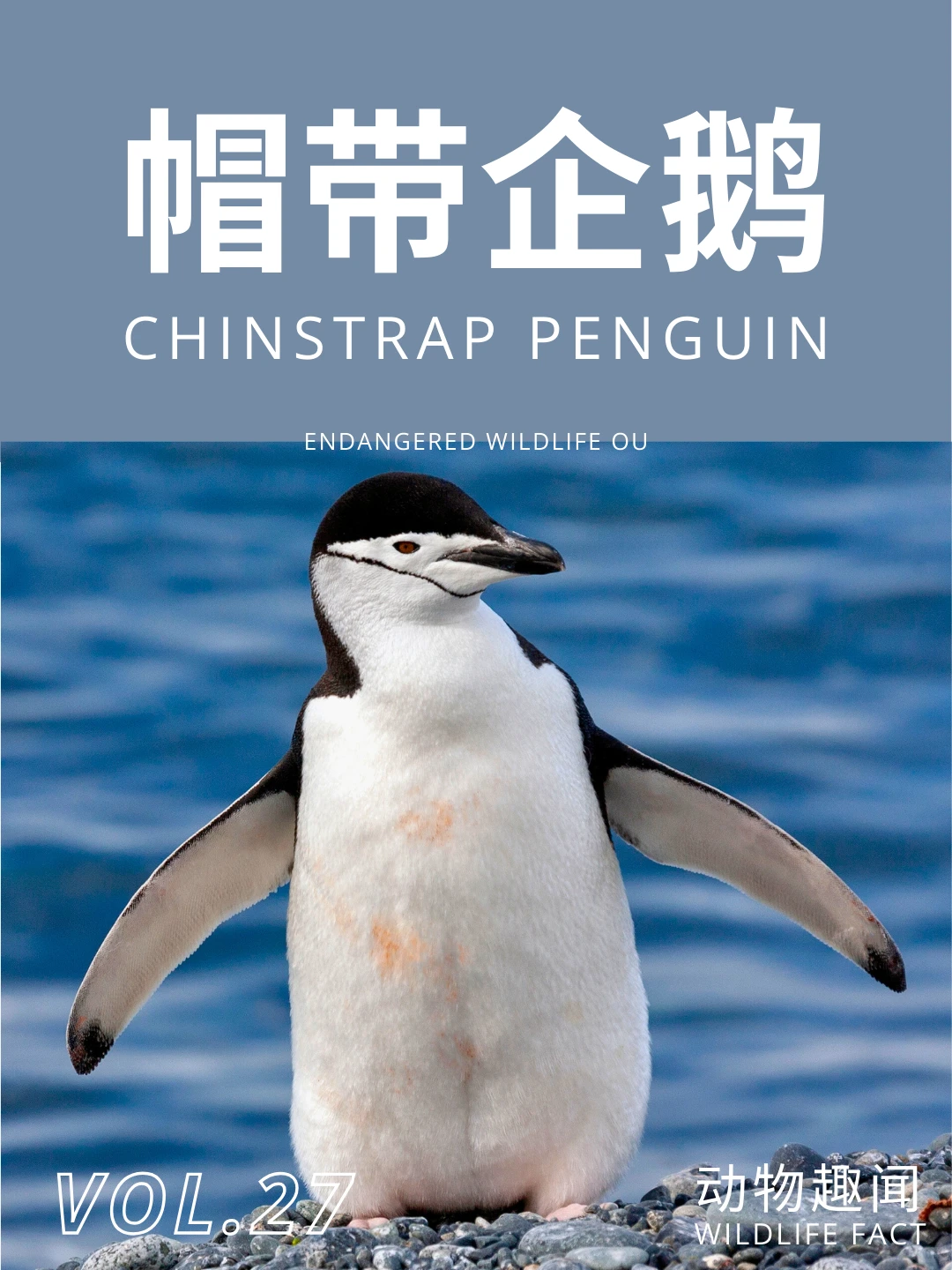 帽带企鹅|身着燕尾服的冰川绅士